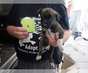 Mutt Dogs for adoption in Oroville, CA, USA