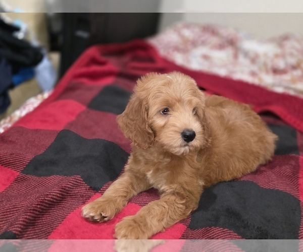 Medium Photo #32 Goldendoodle Puppy For Sale in DUBLIN, TX, USA