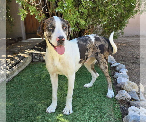 Medium Photo #4 Catahoula Leopard Dog-Great Dane Mix Puppy For Sale in Albuquerque, NM, USA