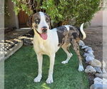 Small #3 Catahoula Leopard Dog-Great Dane Mix