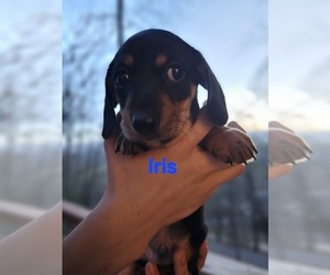 Dachshund Puppy for sale in OTTO, NC, USA