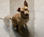 Small #4 Mutt