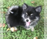 Small Photo #28 Pomsky Puppy For Sale in BAXTER, TN, USA