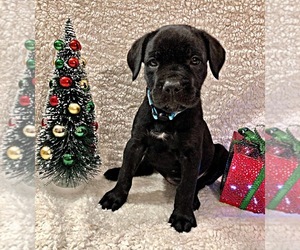 Cane Corso Puppy for sale in OLYMPIA, WA, USA