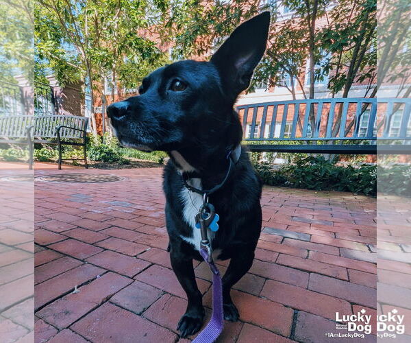 Medium Photo #13 Chihuahua Puppy For Sale in Washington, DC, USA