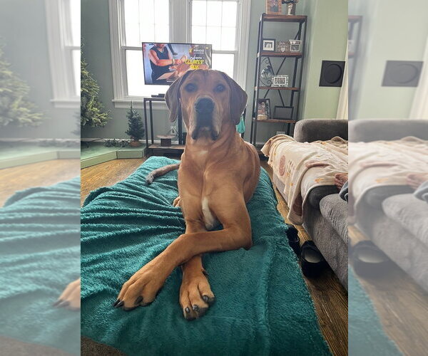 Medium Photo #3 Great Dane-Unknown Mix Puppy For Sale in Springdale, PA, USA