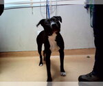 FLASH - Male Mutt Dog for Adoption - Small photo