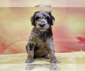 Poodle (Standard) Puppy for sale in ADAMSVILLE, TN, USA