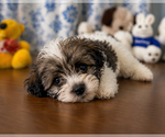 Small #13 Morkie