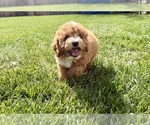 Puppy 3 Poodle (Miniature)