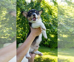 Small Photo #18 Pembroke Welsh Corgi Puppy For Sale in NEW DOUGLAS, IL, USA