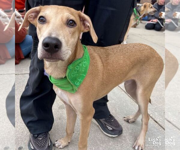 Medium Photo #7 Labrador Retriever-Unknown Mix Puppy For Sale in Washington, DC, USA