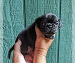 Puppy Boy 3 Pug