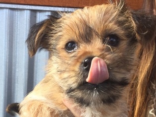Shorkie Tzu Puppy for sale in NORWOOD, CO, USA