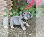 Small #2 French Bulldog