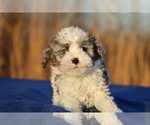Small Photo #3 Poodle (Toy) Puppy For Sale in DYERSBURG, TN, USA