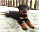 Small Photo #4 Rottweiler Puppy For Sale in TABLE GROVE, IL, USA