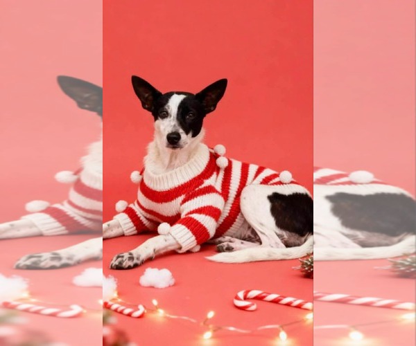 Medium Photo #7 Mutt Puppy For Sale in Westwood, NJ, USA