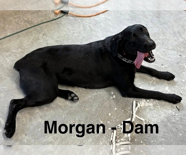 Medium Photo #1 Labrador Retriever Puppy For Sale in FAYETTEVILLE, OH, USA