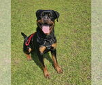 Small #2 Rottweiler