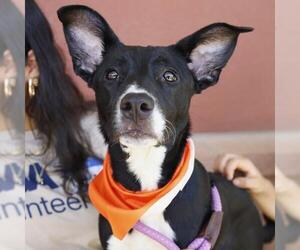 Labrador Retriever-Unknown Mix Dogs for adoption in San Antonio, TX, USA