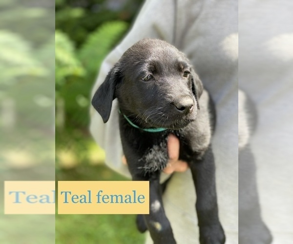 Medium Photo #2 Labrador Retriever Puppy For Sale in PINE CITY, MN, USA