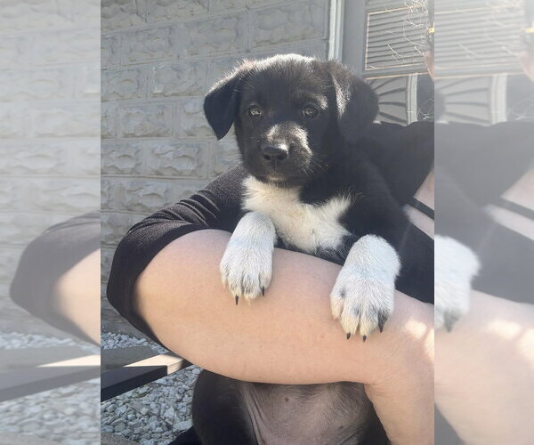 Medium Photo #2 Colonial Cocker Spaniel-Unknown Mix Puppy For Sale in Aurora, IN, USA
