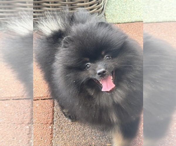 Medium Photo #10 Pomeranian Puppy For Sale in GLEN BURNIE, MD, USA