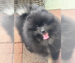 Small #9 Pomeranian
