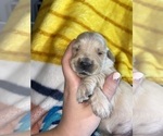 Small Photo #4 Golden Retriever Puppy For Sale in DAWSON, TX, USA