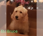 Small Photo #8 Goldendoodle Puppy For Sale in EAST POINT, GA, USA