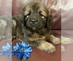 Small Photo #9 Tibetan Mastiff Puppy For Sale in LANCASTER, SC, USA