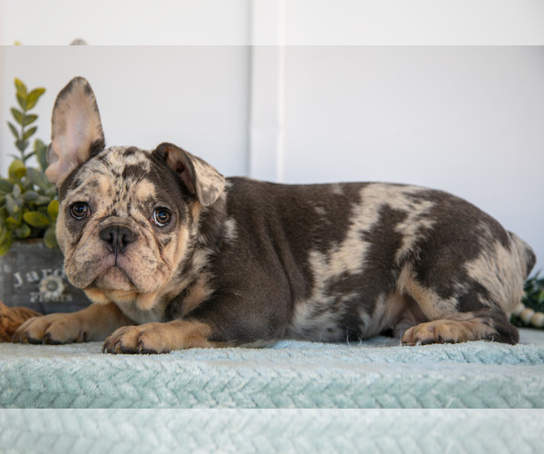 Medium Photo #2 French Bulldog Puppy For Sale in MILLERSBURG, OH, USA