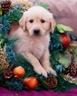 Small Photo #1 Golden Retriever Puppy For Sale in NEW PITTSBURGH, OH, USA