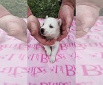 Small #1 Siberian Husky