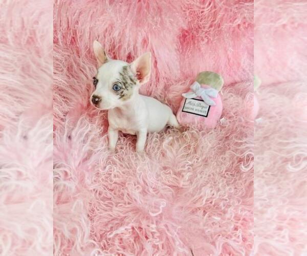 Medium Photo #31 Chihuahua Puppy For Sale in TAMPA, FL, USA