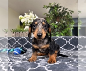 Dachshund Puppy for sale in GREENFIELD, IN, USA