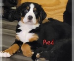 Puppy Red Bernese Mountain Dog