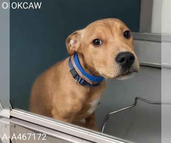 Medium Photo #1 American Pit Bull Terrier-Unknown Mix Puppy For Sale in Oklahoma City, OK, USA