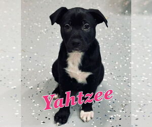 Lab-Pointer Dogs for adoption in Lakewood, CO, USA