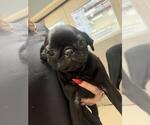 Small Pug