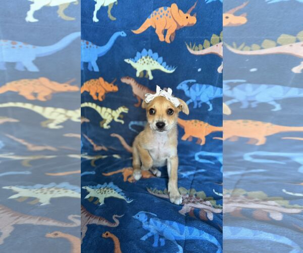 Medium Photo #2 Labrador Retriever-Unknown Mix Puppy For Sale in NYC, NY, USA