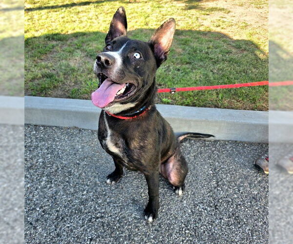 Medium Photo #1 Border Collie-Bullmastiff Mix Puppy For Sale in Long Beach, CA, USA