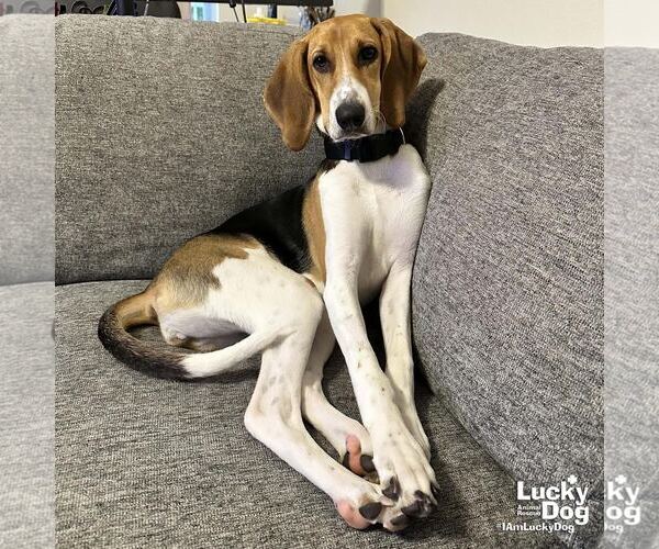 Medium Photo #2 Beagle-Unknown Mix Puppy For Sale in Washington, DC, USA
