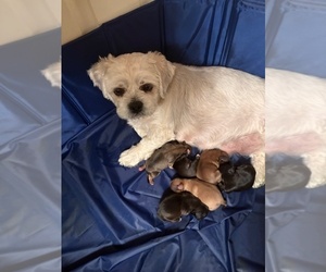 Mother of the Shih Apso puppies born on 08/04/2025