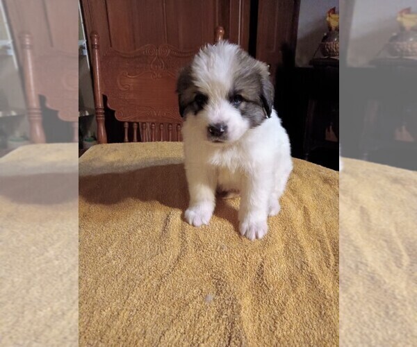 Medium Photo #1 Great Pyrenees Puppy For Sale in BANCROFT, WI, USA