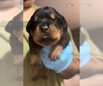 Image preview for Ad Listing. Nickname: Rottweiler Pups