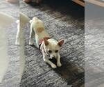 Small #1 Chihuahua Mix