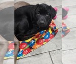 Puppy Evie Labrador Retriever