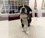 Small #8 Mutt